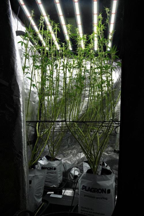 Blue Waffle F1 Zamnesia Pheno A. Week 9 - extractor and carbon filter out of the tent and led up 