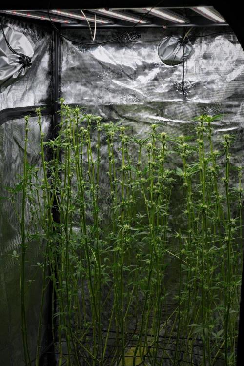 Blue Waffle F1 Zamnesia Pheno A. Week 9 - extractor and carbon filter out of the tent and led up 