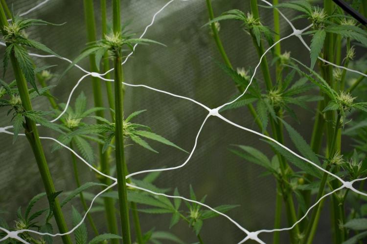 Blue Waffle F1 Zamnesia Pheno A. Week 9 - installing second scrog layer 