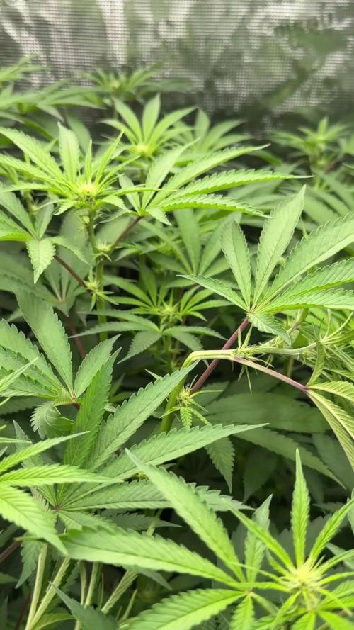 Blue Waffle F1 Zamnesia Pheno A