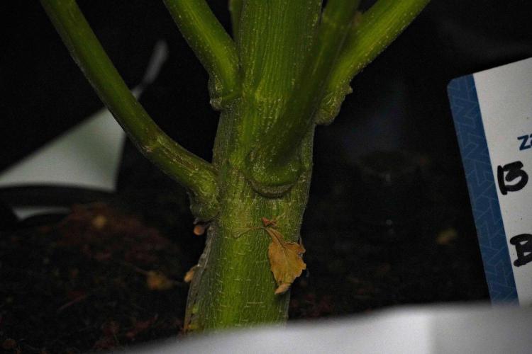 Pheno B Blue Waffle  F1 Zamnesia. Week 9 - Pheno B Blue Waffle F1 