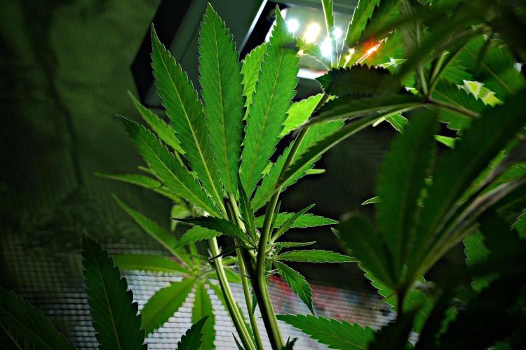 Pheno B Blue Waffle  F1 Zamnesia. Week 9 - Pheno B Blue Waffle F1 