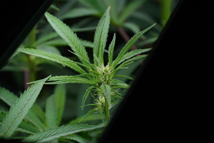 Pheno B Blue Waffle  F1 Zamnesia. Week 9 - Pheno B Blue Waffle F1 