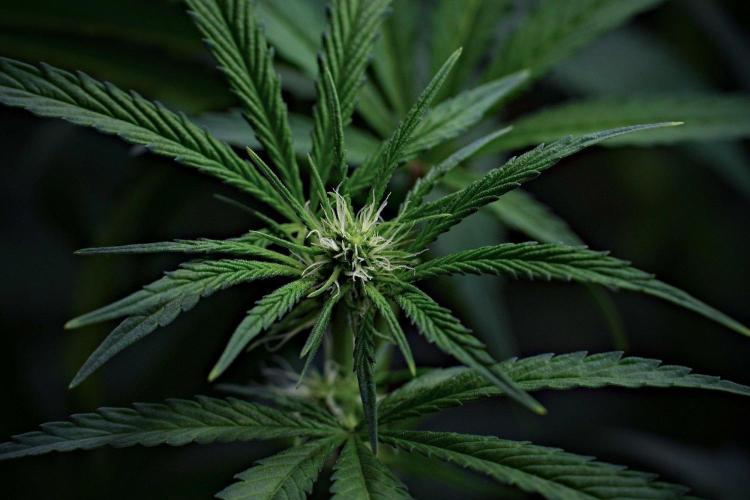 Pheno B Blue Waffle  F1 Zamnesia. Week 9 - Pheno B Blue Waffle F1 