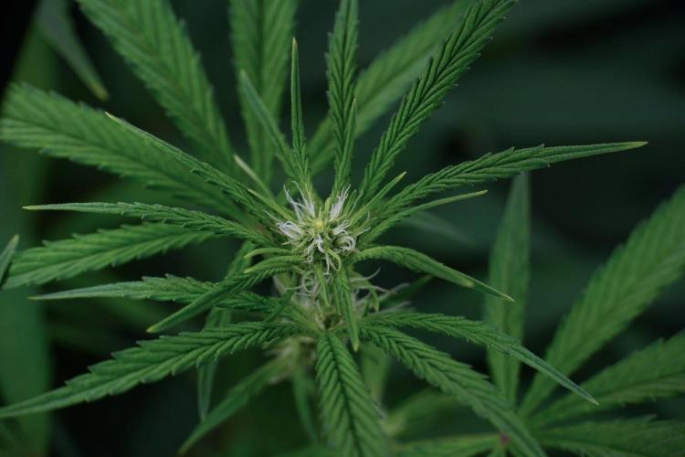 Pheno B Blue Waffle  F1 Zamnesia. Week 9 - Pheno B Blue Waffle F1 