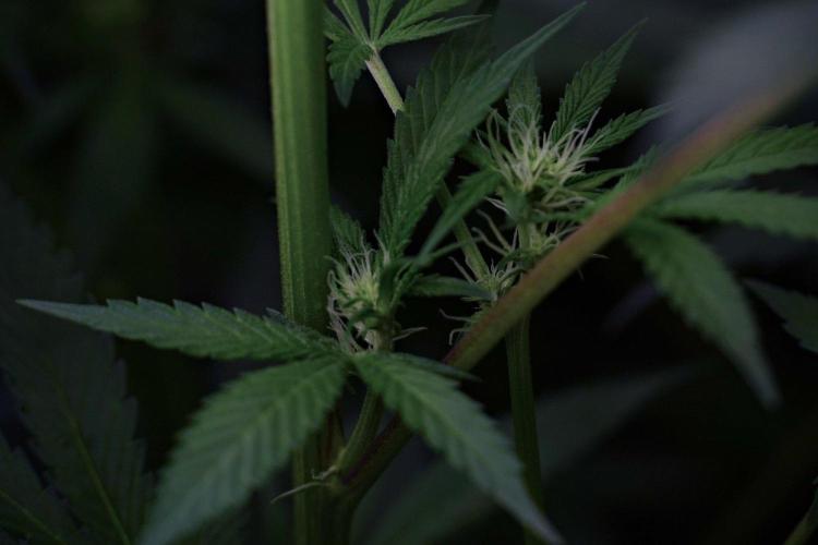 Pheno B Blue Waffle  F1 Zamnesia. Week 9 - Pheno B Blue Waffle F1 