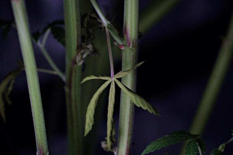 Pheno B Blue Waffle  F1 Zamnesia. Week 9 - before defoliation