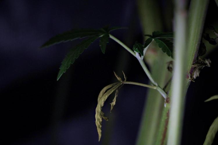Pheno B Blue Waffle  F1 Zamnesia. Week 9 - before defoliation