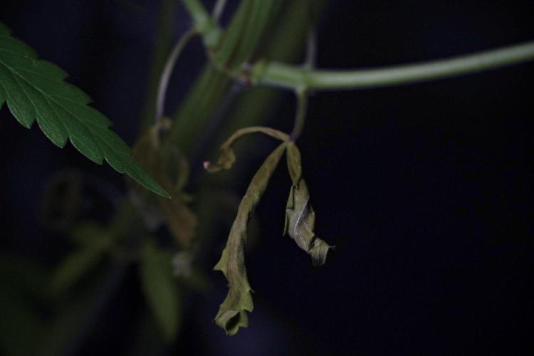 Pheno B Blue Waffle  F1 Zamnesia. Week 9 - before defoliation