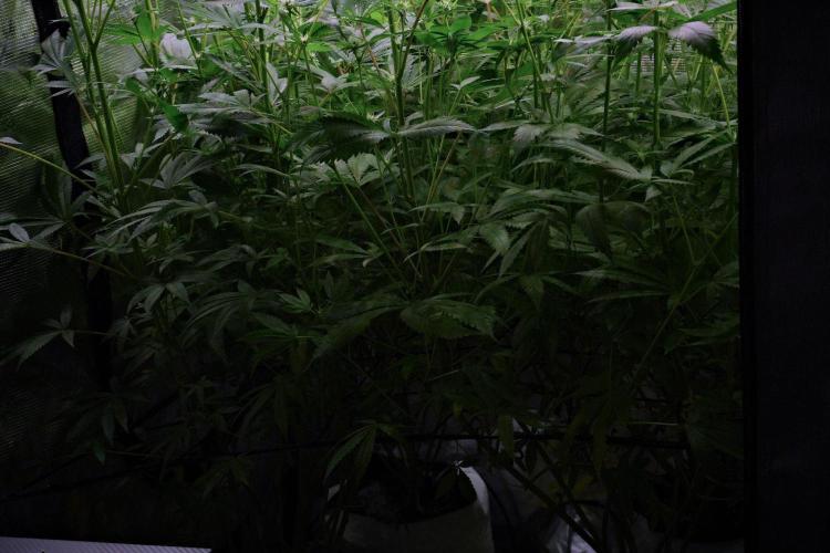 Pheno B Blue Waffle  F1 Zamnesia. Week 9 - before defoliation
