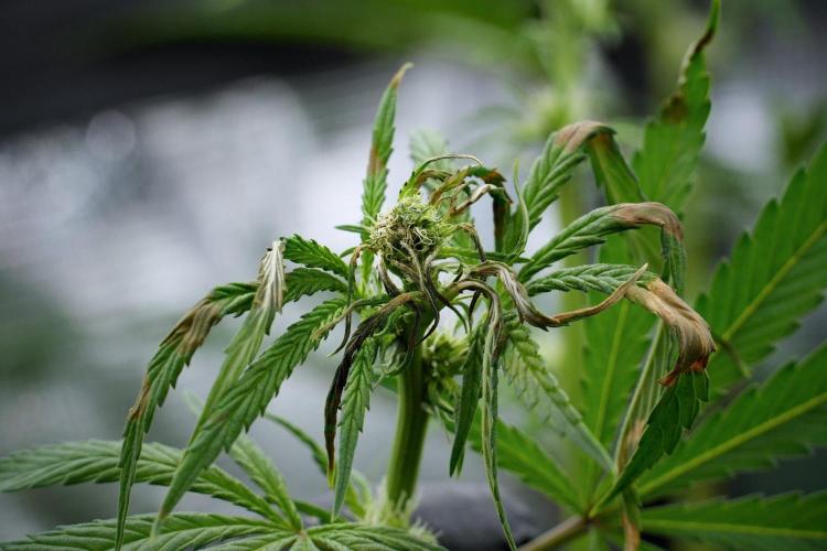 Pheno B Blue Waffle  F1 Zamnesia. Week 9 - defoliation times 