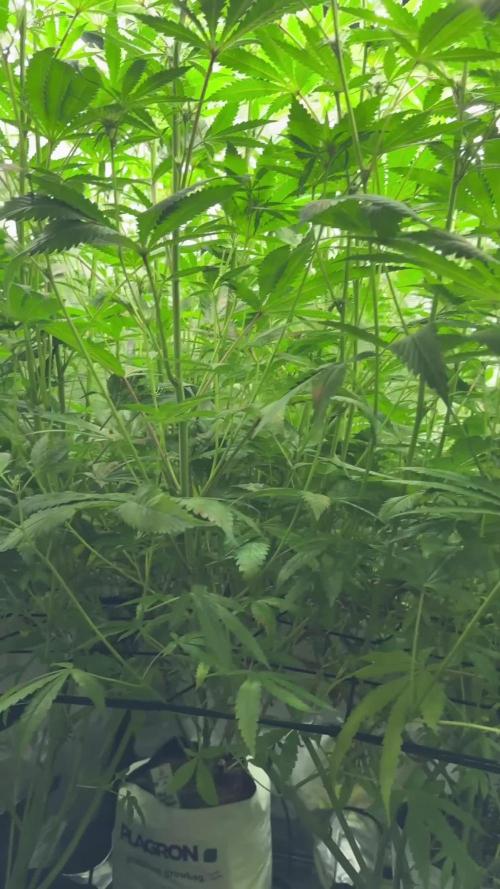 Pheno B Blue Waffle  F1 Zamnesia