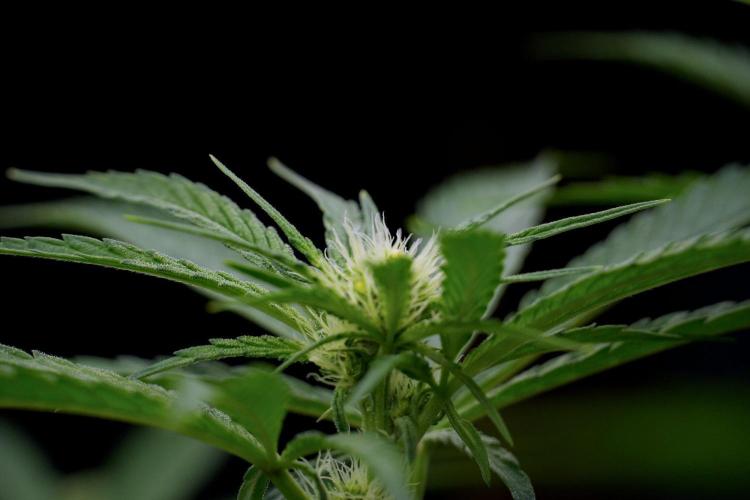 Pickle Lemon Haze F1 Zamnesia Pheno A. Week 9 - Pickle Lemon Haze F1  Pheno A 