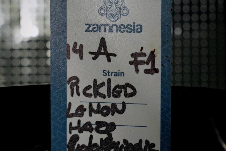 Pickle Lemon Haze F1 Zamnesia Pheno A. Week 9 - Pickle Lemon Haze F1  Pheno A 
