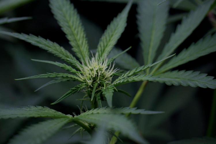 Pickle Lemon Haze F1 Zamnesia Pheno A. Week 9 - Pickle Lemon Haze F1  Pheno A 
