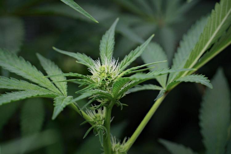 Pickle Lemon Haze F1 Zamnesia Pheno A. Week 9 - Pickle Lemon Haze F1  Pheno A 