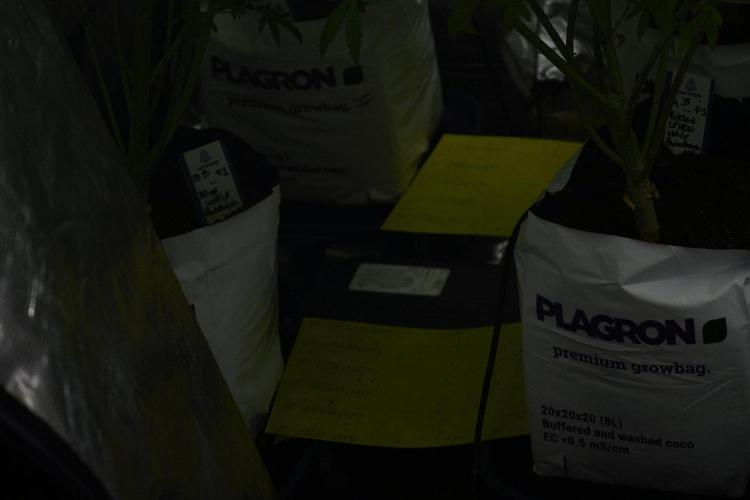 Pickle Lemon Haze F1 Zamnesia Pheno A. Week 9 - watering with plagron and marsh hydro 