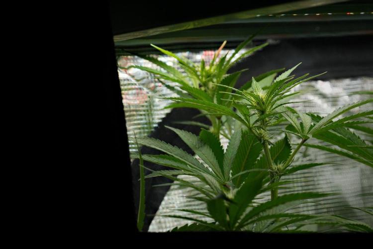 Pickle Lemon Haze F1 Zamnesia Pheno A. Week 9 - the window