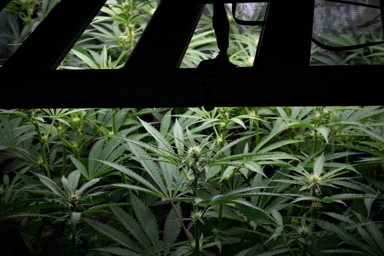 Pickle Lemon Haze F1 Zamnesia Pheno A. Week 9 - before defoliation 