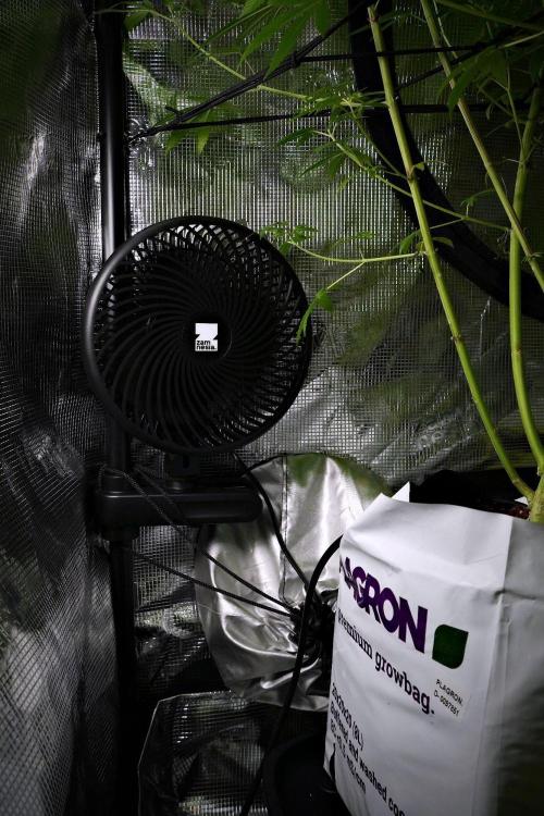 Pickle Lemon Haze F1 Zamnesia Pheno A. Week 9 - zamnesia clip fan