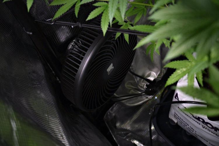 Pickle Lemon Haze F1 Zamnesia Pheno A. Week 9 - zamnesia clip fan