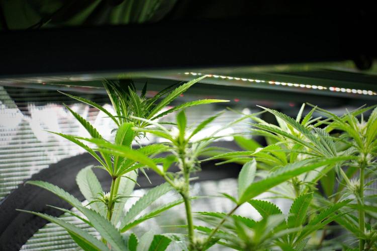 Pickle Lemon Haze F1 Zamnesia Pheno A. Week 9 - before defoliation 