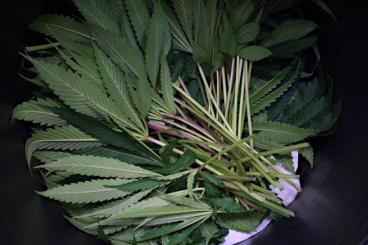 Pickle Lemon Haze F1 Zamnesia Pheno A. Week 9 - defoliation 