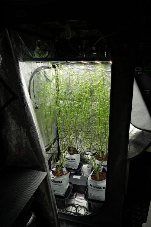 Pickle Lemon Haze F1 Zamnesia Pheno A. Week 9 - defoliation done