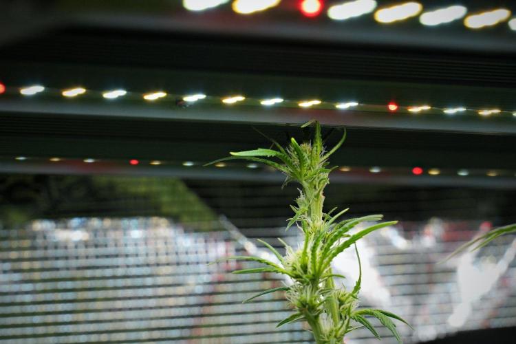 Pickle Lemon Haze F1 Zamnesia Pheno A. Week 9 - making space 
