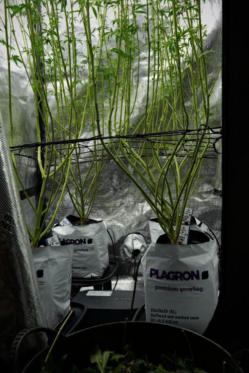 Pickle Lemon Haze F1 Zamnesia Pheno A. Week 9 - defoliation done