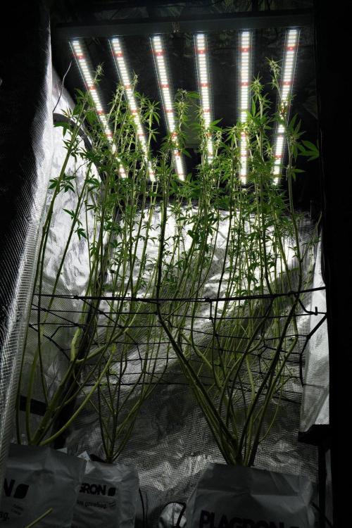 Pickle Lemon Haze F1 Zamnesia Pheno A. Week 9 - defoliation done