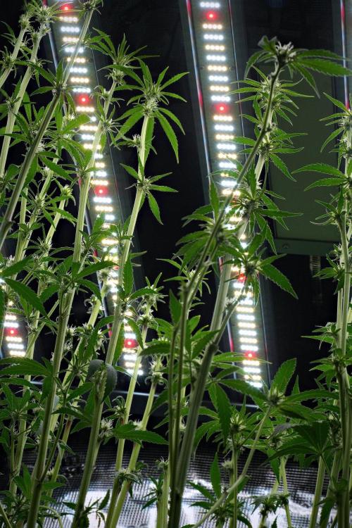 Pickle Lemon Haze F1 Zamnesia Pheno A. Week 9 - defoliation done
