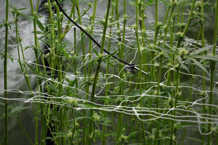 Pickle Lemon Haze F1 Zamnesia Pheno A. Week 9 - scrog net