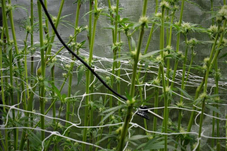 Pickle Lemon Haze F1 Zamnesia Pheno A. Week 9 - scrog net