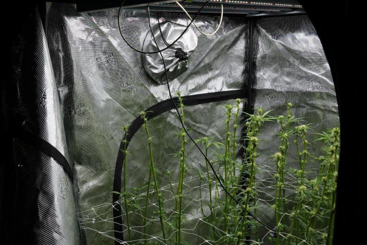 Pickle Lemon Haze F1 Zamnesia Pheno A. Week 9 - scrog net