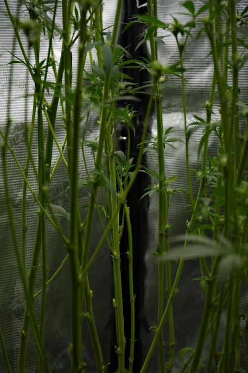 Pickle Lemon Haze F1 Zamnesia Pheno A. Week 9 - done
