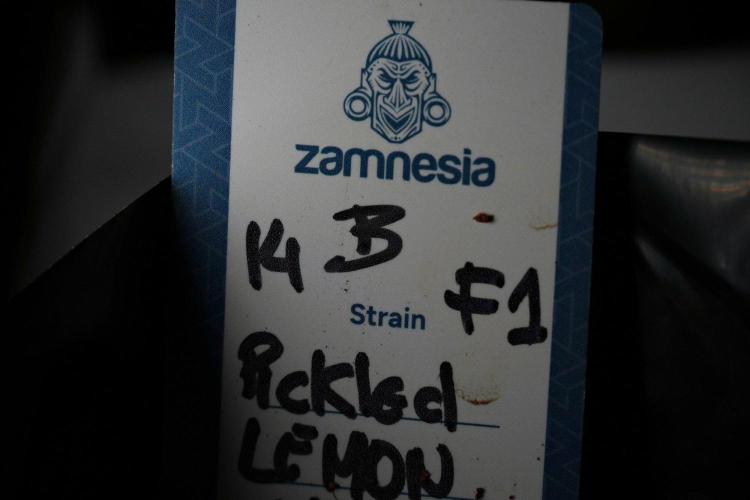 Pheno B Pickle Lemon Haze F1 Zamnesia. Week 9 - Pheno B Pickle Lemon Haze F1