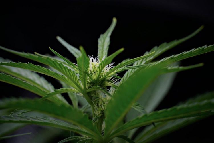 Pheno B Pickle Lemon Haze F1 Zamnesia. Week 9 - Pheno B Pickle Lemon Haze F1