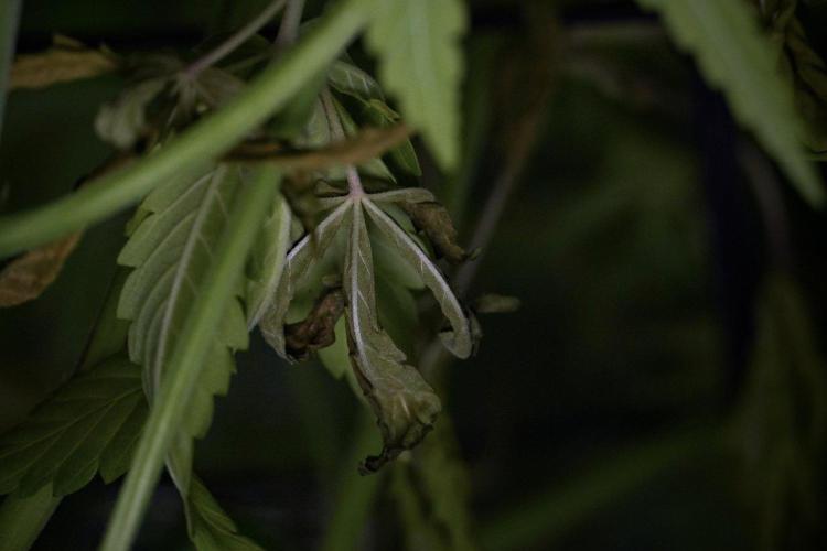 Pheno B Pickle Lemon Haze F1 Zamnesia. Week 9 - Pheno B Pickle Lemon Haze F1