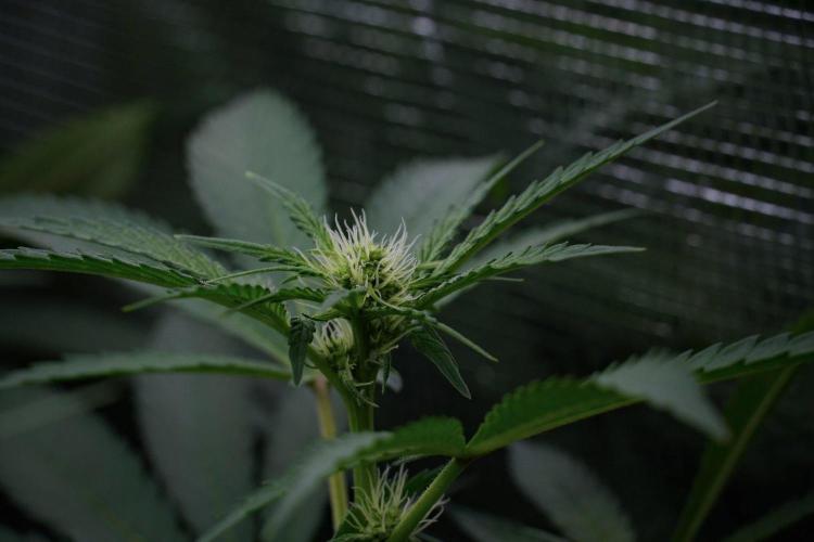 Pheno B Pickle Lemon Haze F1 Zamnesia. Week 9 - Pheno B Pickle Lemon Haze F1
