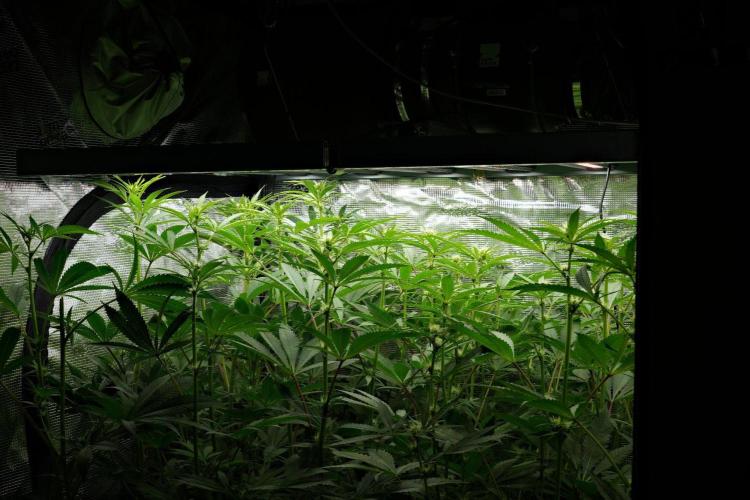 Pheno B Pickle Lemon Haze F1 Zamnesia. Week 9 - the view  before defoliation 