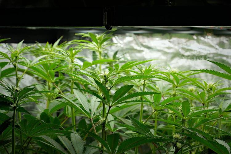 Pheno B Pickle Lemon Haze F1 Zamnesia. Week 9 - the view  before defoliation 