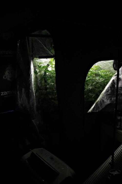 Pheno B Pickle Lemon Haze F1 Zamnesia. Week 9 - the view  before defoliation 