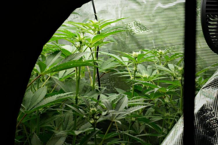 Pheno B Pickle Lemon Haze F1 Zamnesia. Week 9 - the view  before defoliation 
