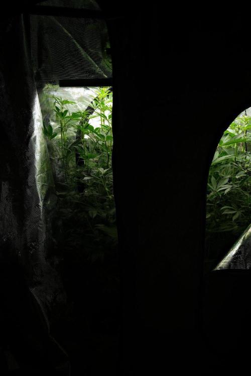 Pheno B Pickle Lemon Haze F1 Zamnesia. Week 9 - the view  before defoliation 