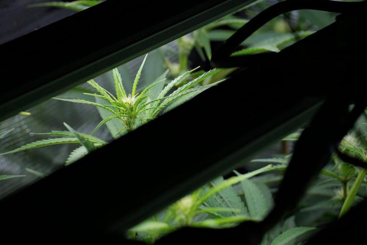 Pheno B Pickle Lemon Haze F1 Zamnesia. Week 9 - the view  before defoliation 