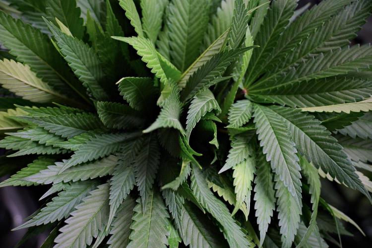 Pheno B Pickle Lemon Haze F1 Zamnesia. Week 9 - defoliation