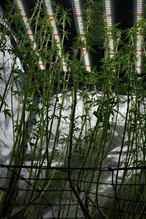 Pheno B Pickle Lemon Haze F1 Zamnesia. Week 9 - making space
