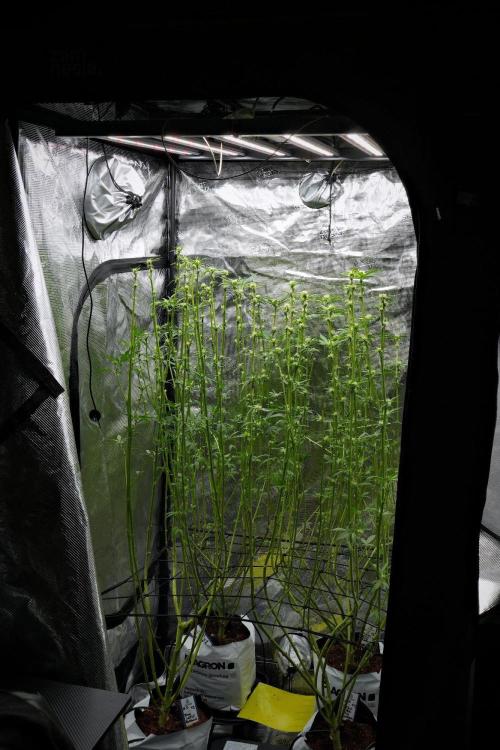 Pheno B Pickle Lemon Haze F1 Zamnesia. Week 9 - making space