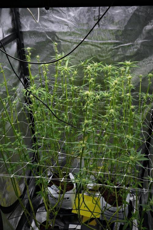 Pheno B Pickle Lemon Haze F1 Zamnesia. Week 9 - second scrog net